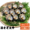 活さざえ中 10個 1kg 1個80g～110g 栄螺 さざえ 磯の香 貝 栄養 貝類 海鮮 魚介類 新鮮 冷蔵 BBQ つぼ焼き 美味しい おいしいギフト 節分 お中元 贈り物 贈答 お取り寄せ 自宅用 家庭用 国産 天然 安心 お酒 おつまみ こりこり食感 日本酒 白ワイン 焼酎 グリル焼き