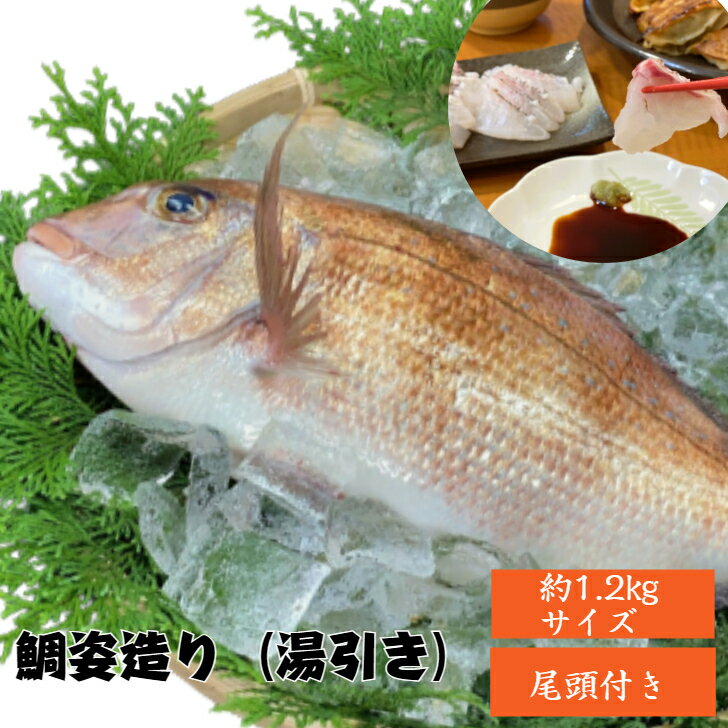 活〆 真鯛 姿造り 750g 湯引き 送料無料 尾頭付き 皮付き 皮湯引き 養殖真鯛 脂 鯛 刺身 タイ たい 魚 三重県 三重の味 マダイ鯛しゃぶ たいしゃぶ タイしゃぶ しゃぶしゃぶ かぶと煮 あら 鯛のアラ ギフト お祝い 家族 憩い 記念日 めでたい つまみ 三枚おろし 身がぷっくり