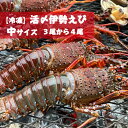 【活〆冷凍 伊勢海老 3尾~4尾 800g】 国産伊勢海老 伊勢海老殻付き 伊勢海老 殻付き 生食 生食用 お取り寄せ 贈答用 ギフト ご当地 送料無料 通販 えび 日本 国産 三重県 鮮度 簡単 旬 冷凍保存 うまい 値段 名産地 縁起物 ホイル レシピ 浜焼き 海老 イセエビ 伊勢エビ