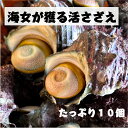 国産 三重県産 天然 サザエ 天然サザエ 活さざえ中 10個 1kg 1個80g〜110g 活サザエ 刺身 つぼ焼き 栄螺 さざえ 磯の香 貝 栄養 貝類 海鮮...