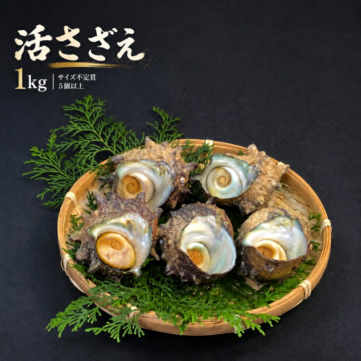 新鮮活さざえ 1kg 5個以上 サイズ不定貫 三重県鳥羽産・京都府産 サザエ 活サザエ 海鮮 刺身 壺焼き つぼ焼き BBQ バーベキュー 浜焼き ガーリックバター アヒージョ お取り寄せ 海の幸 夏ギフト 残暑見舞い 敬老の日 秋の味覚 ギフト お歳暮