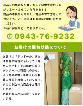 ■送料無料■【5本セット】 クヌギ 樹高1.4m前後 18cmポット くぬぎ 椚 櫟 苗木 植木 苗 庭木 生け垣 シンボルツリー 落葉樹