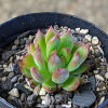 デスペラード 7.5cmポット 多肉植物 エケベリア Echeveria 福岡県産 多肉 観葉植物...