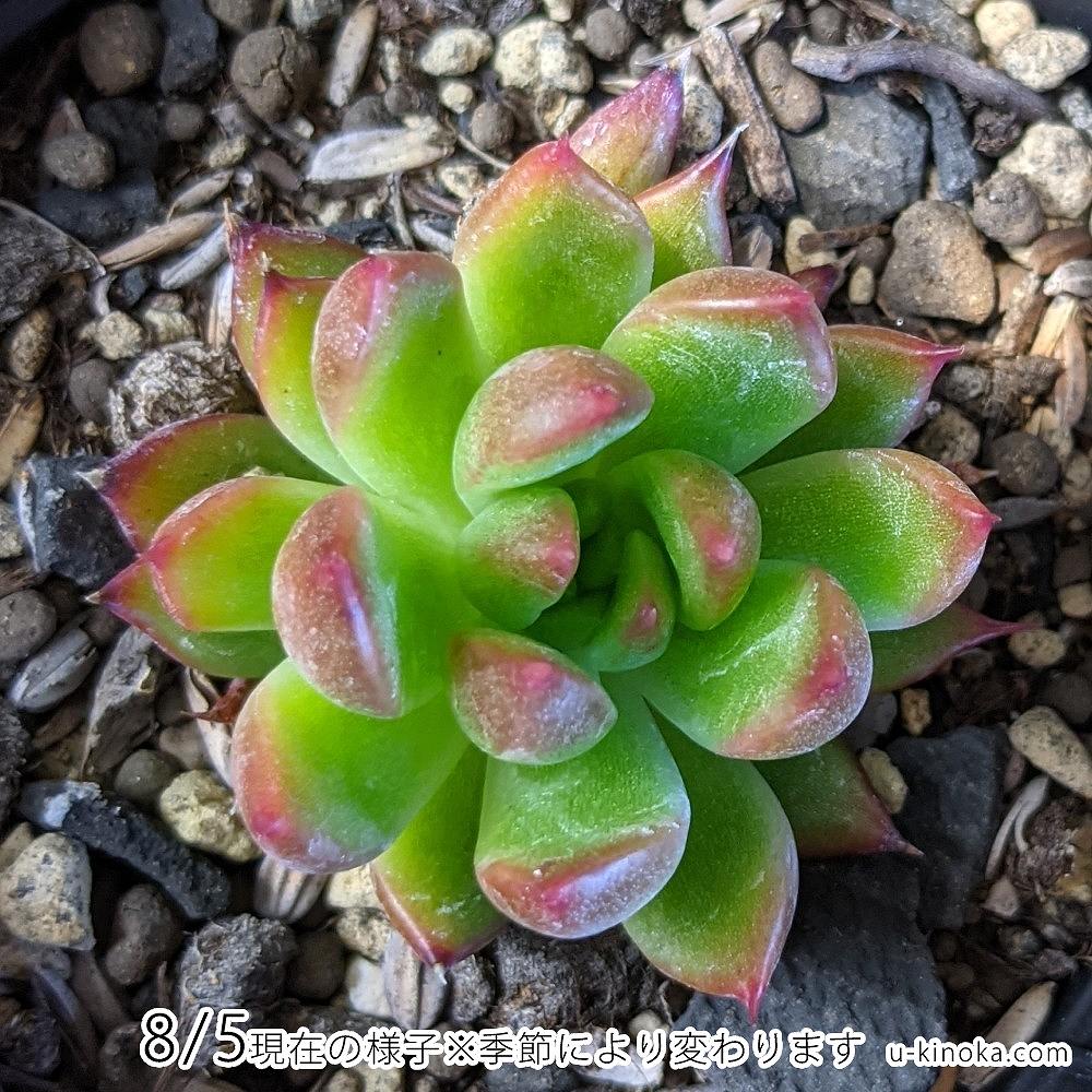 デスペラード 7.5cmポット 多肉植物 エケベリア Echeveria 福岡県産 多肉 観葉植物 インテリアグリーン 寄せ植えに （まとめ買いがお得♪）
