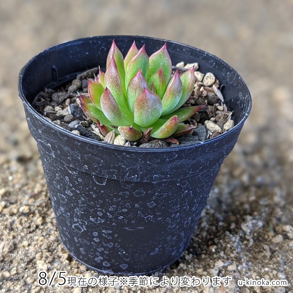 デスペラード 7.5cmポット 多肉植物 エケベリア Echeveria 福岡県産 多肉 観葉植物 インテリアグリーン 寄せ植えに （まとめ買いがお得♪）