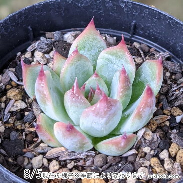 クロホウシ 黒法師 7.5cmポット アエオニウム 福岡県産 多肉植物 多肉 観葉植物 インテリアグリーン 寄せ植えに （まとめ買いがお得♪）