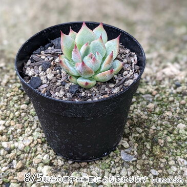 クロホウシ 黒法師 7.5cmポット アエオニウム 福岡県産 多肉植物 多肉 観葉植物 インテリアグリーン 寄せ植えに （まとめ買いがお得♪）