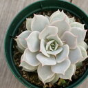 ココロ こころ 7.5cmポット エケベリア Echeveria cv. 'Kokoro' 福岡県産 多肉植物 多肉 観葉植物 インテリアグリーン 寄せ植えに 観葉植物 多肉植物 多肉植物 エケベリア （まとめ買いがお得♪）