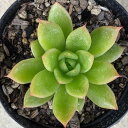 EH[^[[ 7.5cm|bg A GPxA Echeveria Y  ϗtA CeAO[ 񂹐A i܂Ƃߔj