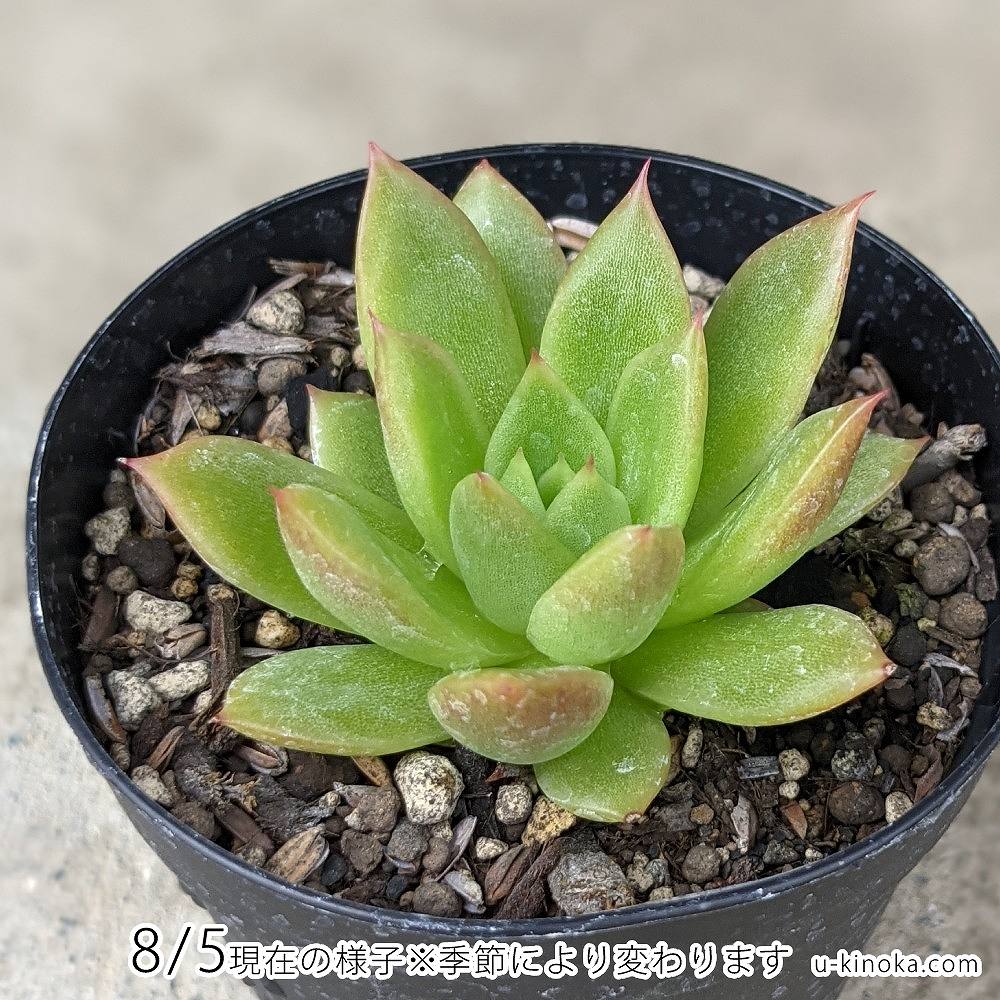 ウォーターリリー 7.5cmポット 多肉植物 エケベリア Echeveria 福岡県産 多肉 観葉植物 インテリアグリーン 寄せ植えに （まとめ買いがお得♪）