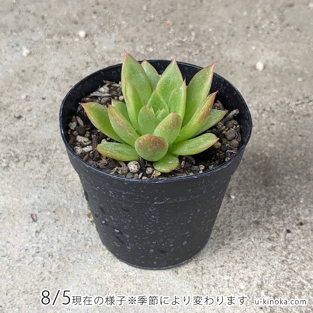 ウォーターリリー 7.5cmポット 多肉植物 エケベリア Echeveria 福岡県産 多肉 観葉植物 インテリアグリーン 寄せ植えに （まとめ買いがお得♪）