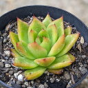 VC 7.5cm|bg A GPxA Echeveria Y  ϗtA CeAO[ 񂹐A i܂Ƃߔj