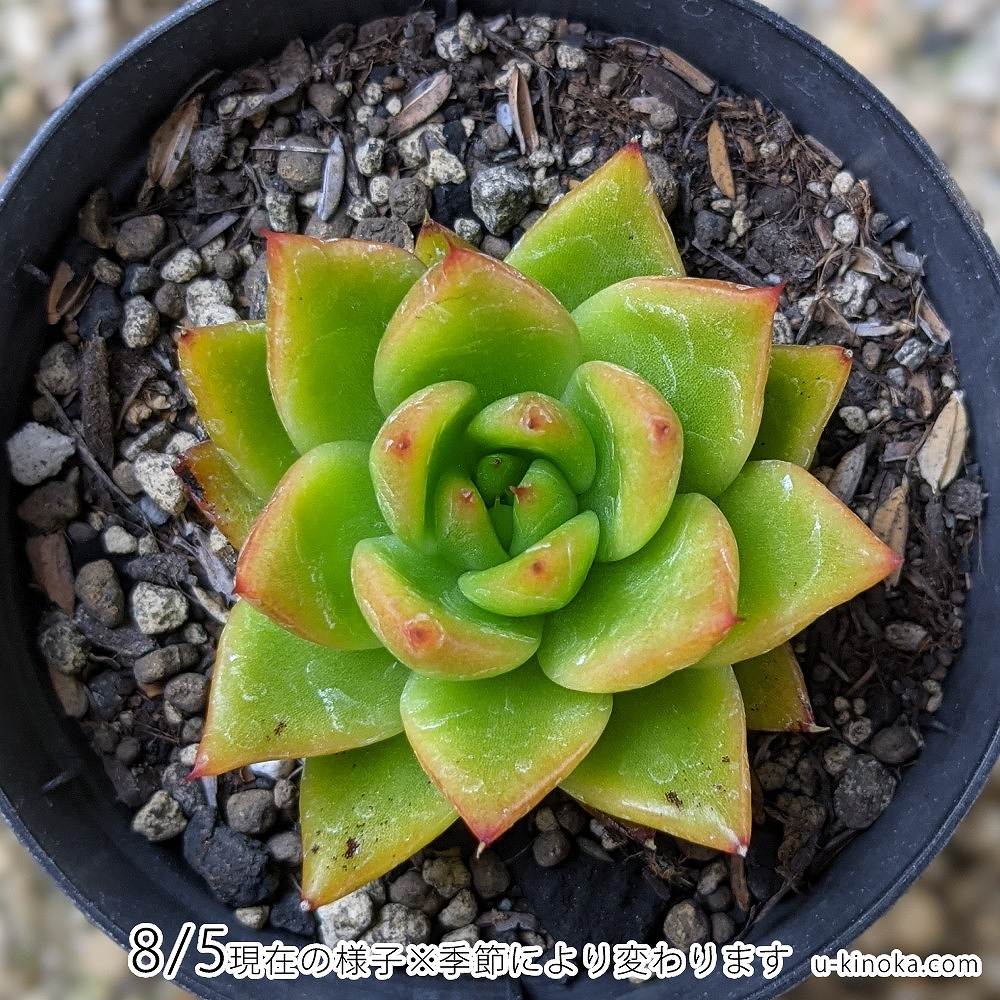 シンライ 7.5cmポット 多肉植物 エケベリア Echeveria 福岡県産 多肉 観葉植物 インテリアグリーン 寄せ植えに （まとめ買いがお得♪）