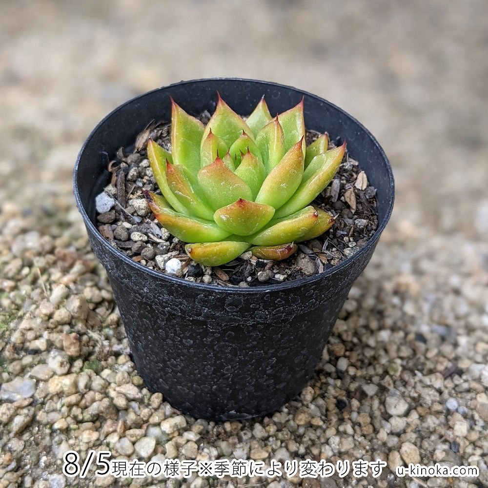シンライ 7.5cmポット 多肉植物 エケベリア Echeveria 福岡県産 多肉 観葉植物 インテリアグリーン 寄せ植えに （まとめ買いがお得♪）