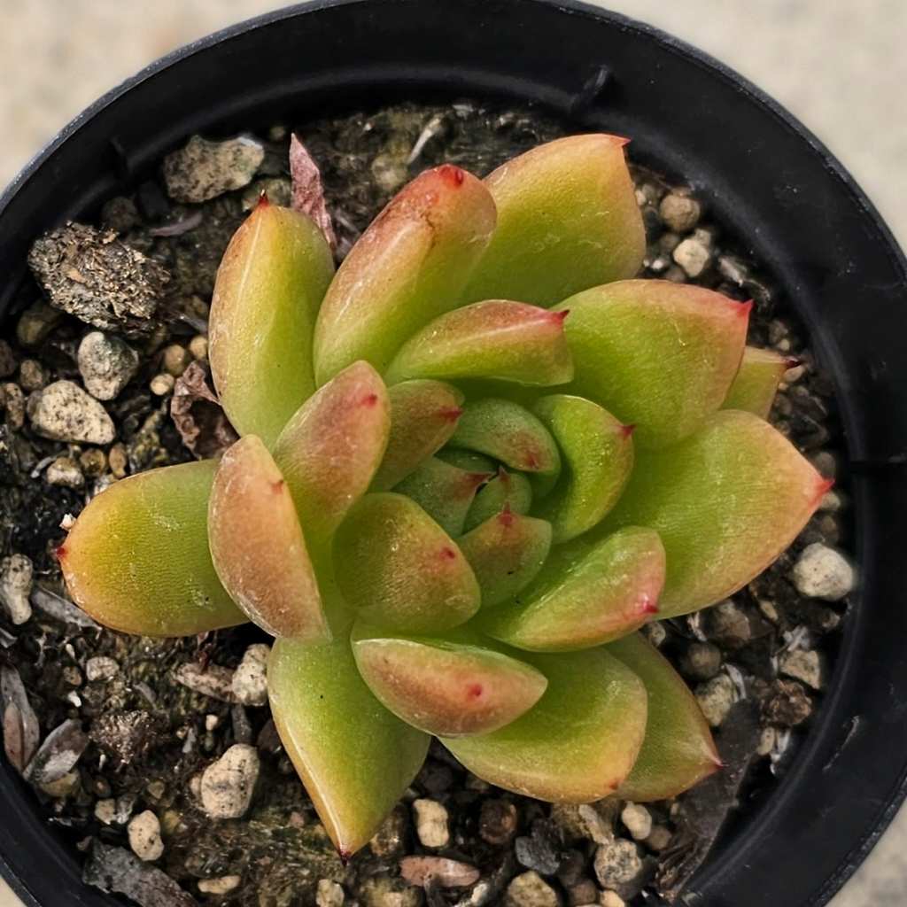 アガボイデスサンセット 7.5cmポット 多肉植物 エケベリア Echeveria 福岡県産 多肉 観葉植物 インテリアグリーン 寄せ植えに （まとめ買いがお得♪）