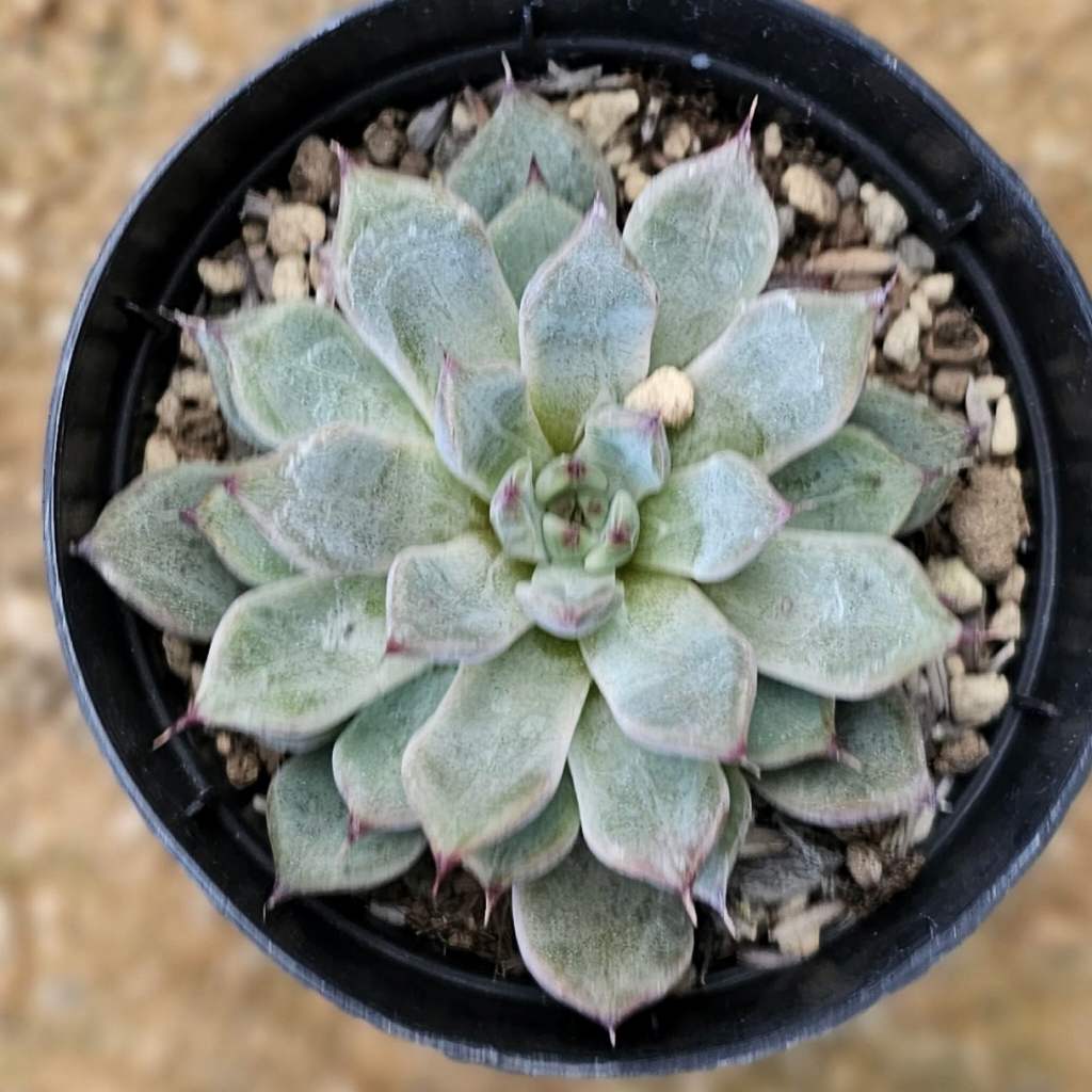 アブサンピンク 7.5cmポット 多肉植物 エケベリア Echeveria 福岡県産 多肉 観葉植物 インテリアグリーン 寄せ植えに （まとめ買いがお得♪）