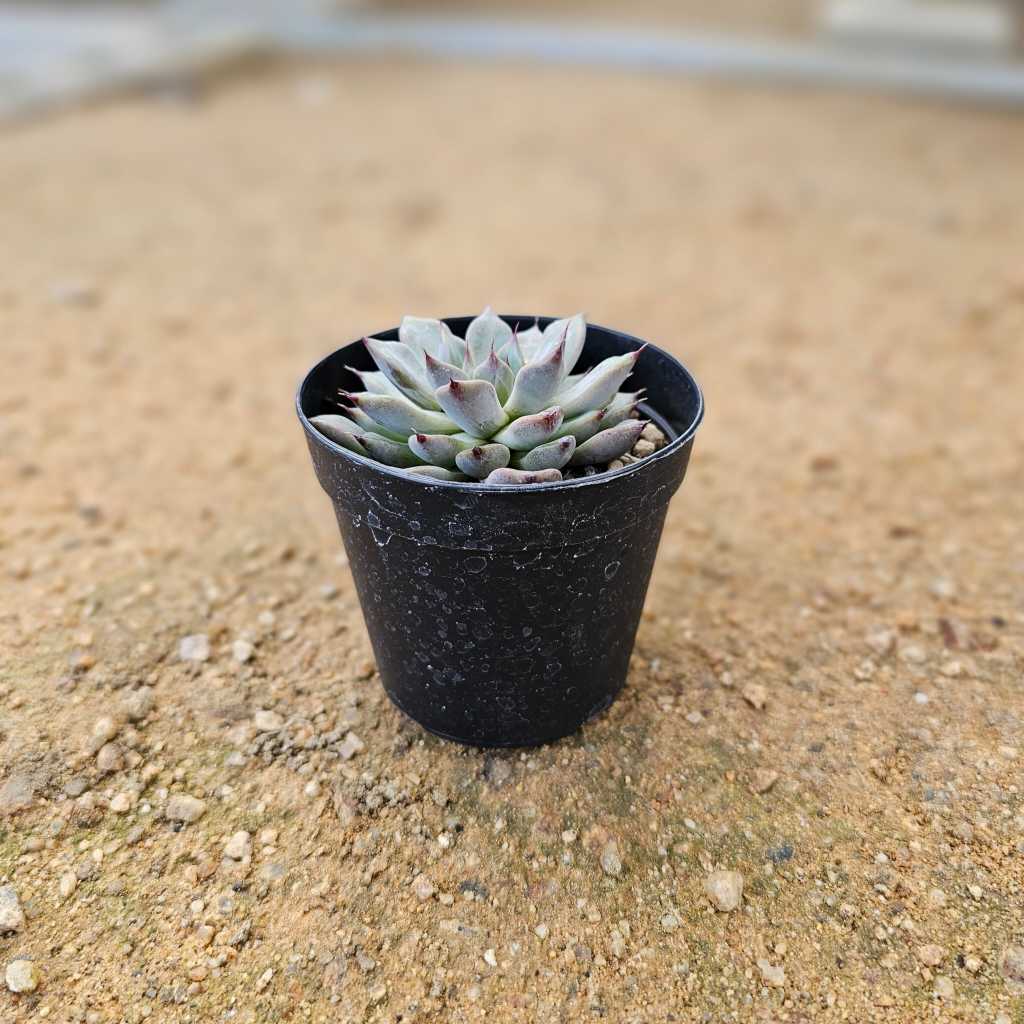 アブサンピンク 7.5cmポット 多肉植物 エケベリア Echeveria 福岡県産 多肉 観葉植物 インテリアグリーン 寄せ植えに （まとめ買いがお得♪）