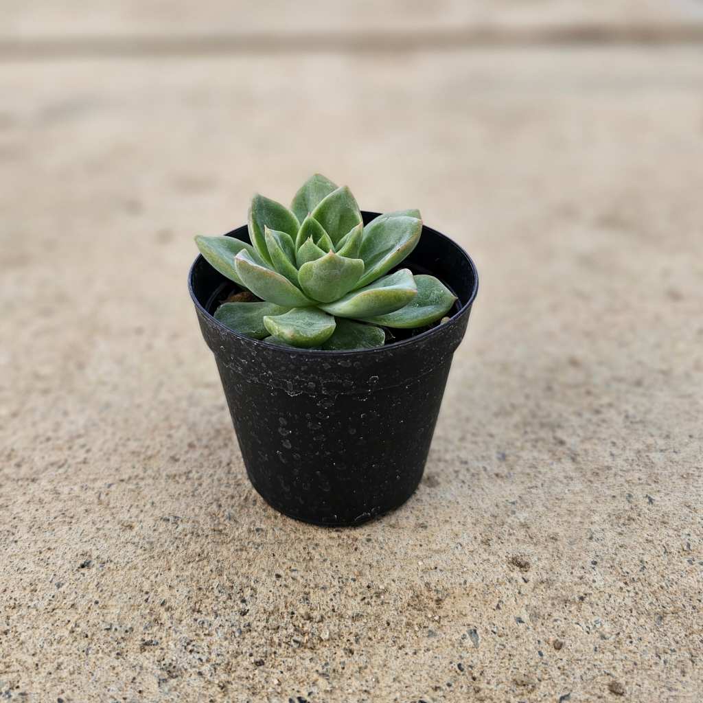 エリゼ 7.5cmポット 多肉植物 エケベリア Echeveria 福岡県産 多肉 観葉植物 インテリアグリーン 寄せ植えに （まとめ買いがお得♪）