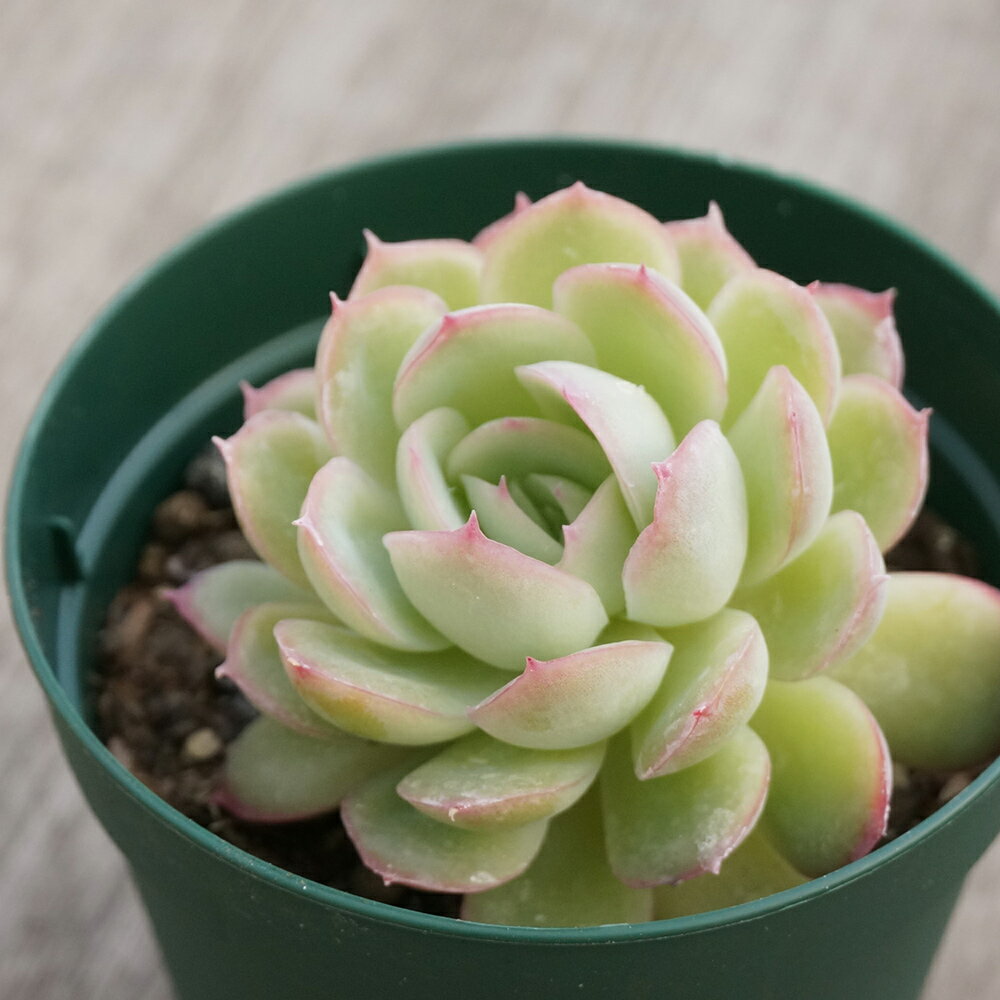 【販売終了】ツキカゲノヨイ 月影の宵 7.5cmポット エケベリア 福岡県産 多肉植物 多肉 観葉植 ...