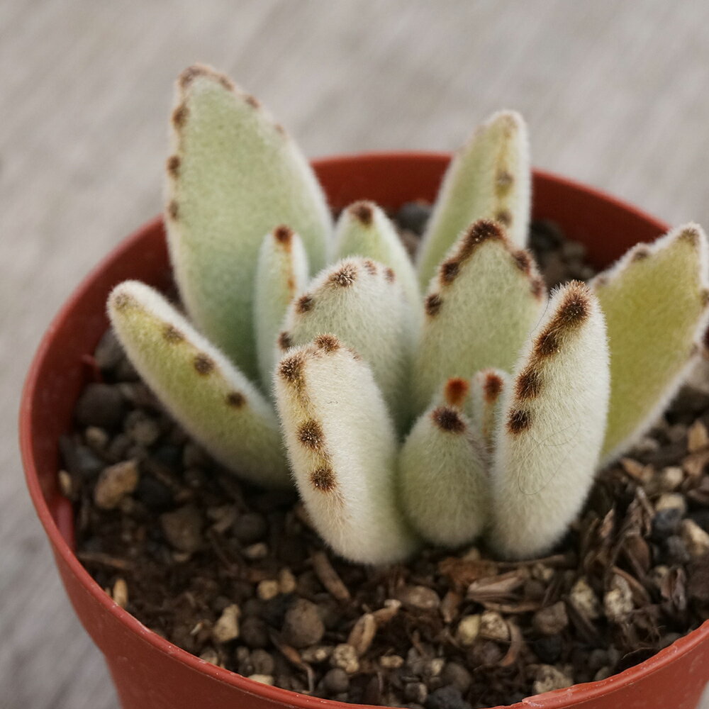 ツキトジ 月兎耳 7.5cmポット 多肉植物 カランコエ 月兎児　ウサギの耳 福岡県産 多肉 観葉植物 インテリアグリーン 寄せ植えに （まとめ買いがお得♪）