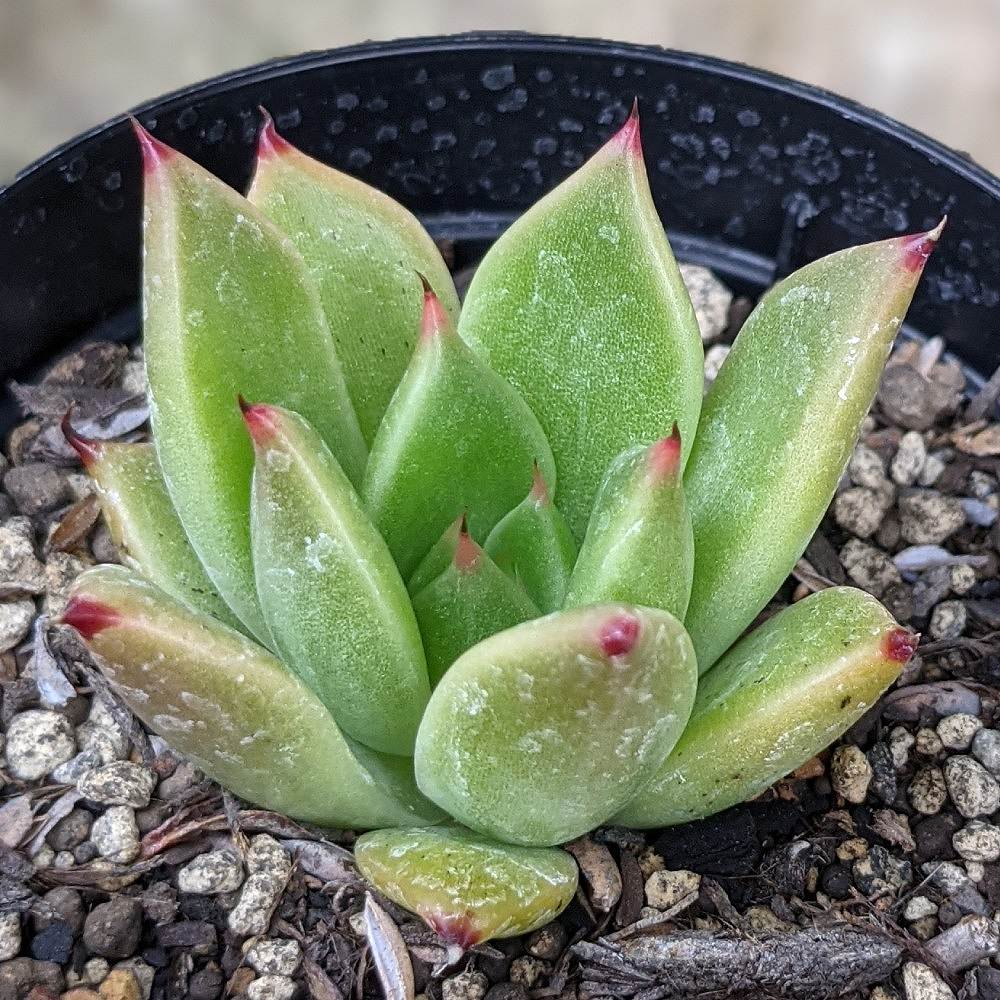 ニジノタマ 虹の玉 7.5cmポット セダム 福岡県産 多肉植物 多肉 観葉植物 インテリアグリーン 寄せ植えに （まとめ買いがお得♪）