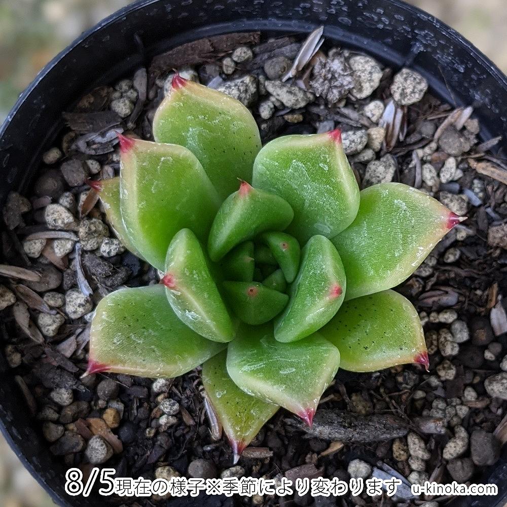 ハロウィン 7.5cmポット 多肉植物 エケベリア Echeveria 福岡県産 多肉 観葉植物 インテリアグリーン 寄せ植えに （まとめ買いがお得♪）