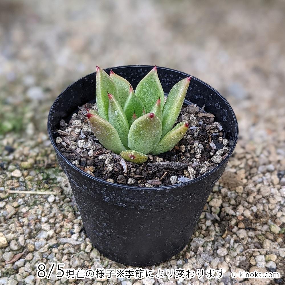 ハロウィン 7.5cmポット 多肉植物 エケベリア Echeveria 福岡県産 多肉 観葉植物 インテリアグリーン 寄せ植えに （まとめ買いがお得♪）