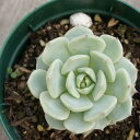 ノバラノセイ 野ばらの精 7.5cmポット エケベリア Echeveria　mexensis 'ZARAGOSA' ザラゴーサ 福岡県産 多肉植物 多肉 観葉植物 インテリアグリーン 寄せ植えに （まとめ買いがお得♪）