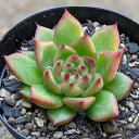 チャールストン 7.5cmポット エケベリア Echeveria 'Charleston' 福岡県産 多肉植物 多肉 観葉植物 インテリアグリーン 寄せ植えに （まとめ買いがお得♪）