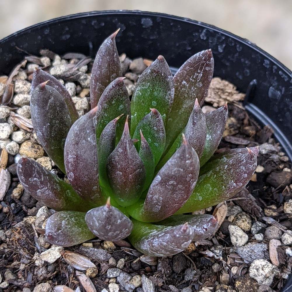 ブラックレディー 7.5cmポット エケベリア Echeveria 福岡県産 多肉植物 多肉 観葉植物 インテリアグリーン 寄せ植えに （まとめ買いがお得♪）のサムネイル
