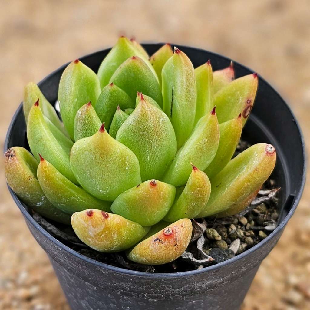 キングポセス 7.5cmポット 多肉植物 エケベリア Echeveria 福岡県産 多肉 観葉植物 インテリアグリーン 寄せ植えに （まとめ買いがお得♪）