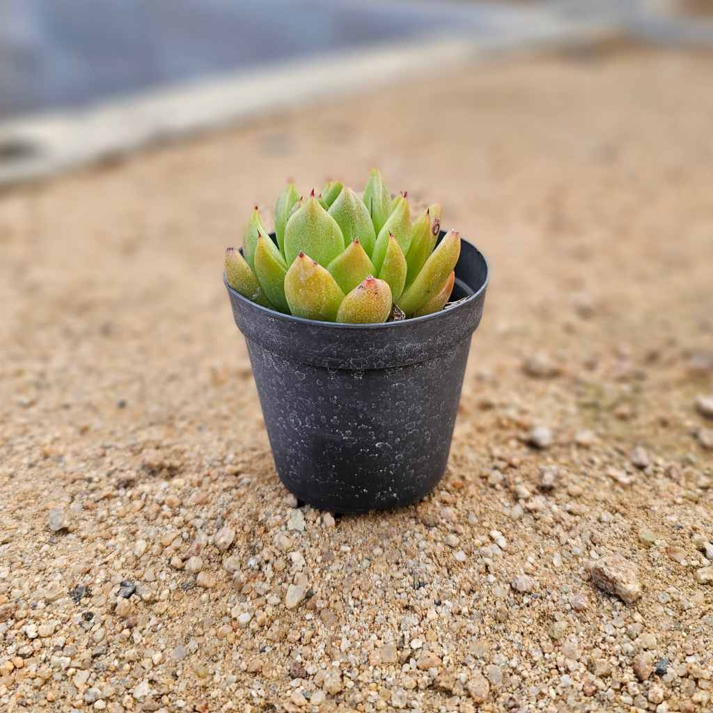 キングポセス 7.5cmポット 多肉植物 エケベリア Echeveria 福岡県産 多肉 観葉植物 インテリアグリーン 寄せ植えに （まとめ買いがお得♪）