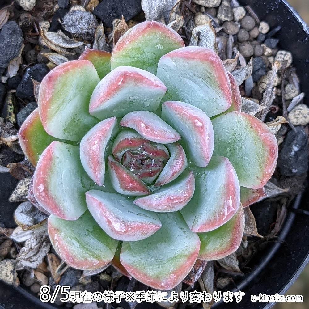 ブレイブ 7.5cmポット 多肉植物 エケベリア Echeveria 福岡県産 多肉 観葉植物 インテリアグリーン 寄せ植えに （まとめ買いがお得♪）