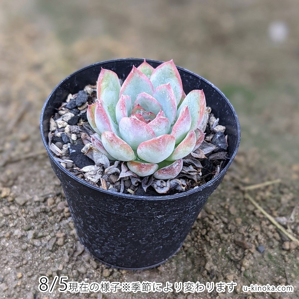 ブレイブ 7.5cmポット 多肉植物 エケベリア Echeveria 福岡県産 多肉 観葉植物 インテリアグリーン 寄せ植えに （まとめ買いがお得♪）