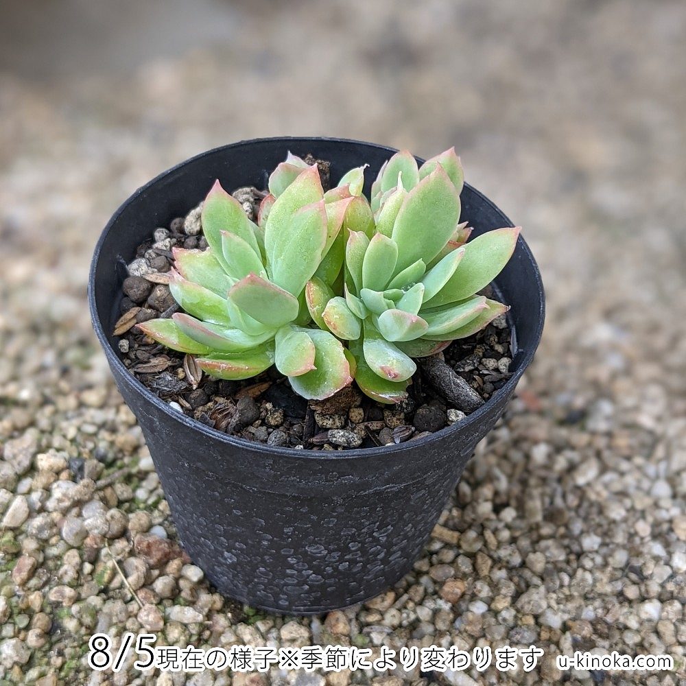 �륨�� 7.5cm�ݥå� ¿����ʪ �����٥ꥢ Echeveria ʡ������ ¿�� ���տ�ʪ ����ƥꥢ���꡼�� �󤻿����� �ʤޤȤ��㤤����������