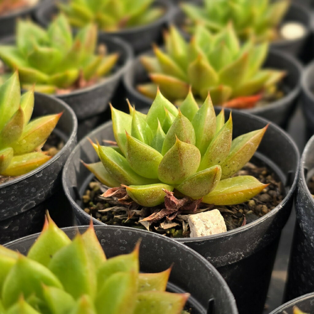 レオパード 7.5cmポット 多肉植物 エケベリア Echeveria 福岡県産 多肉 観葉植物 インテリアグリーン 寄せ植えに （まとめ買いがお得♪）
