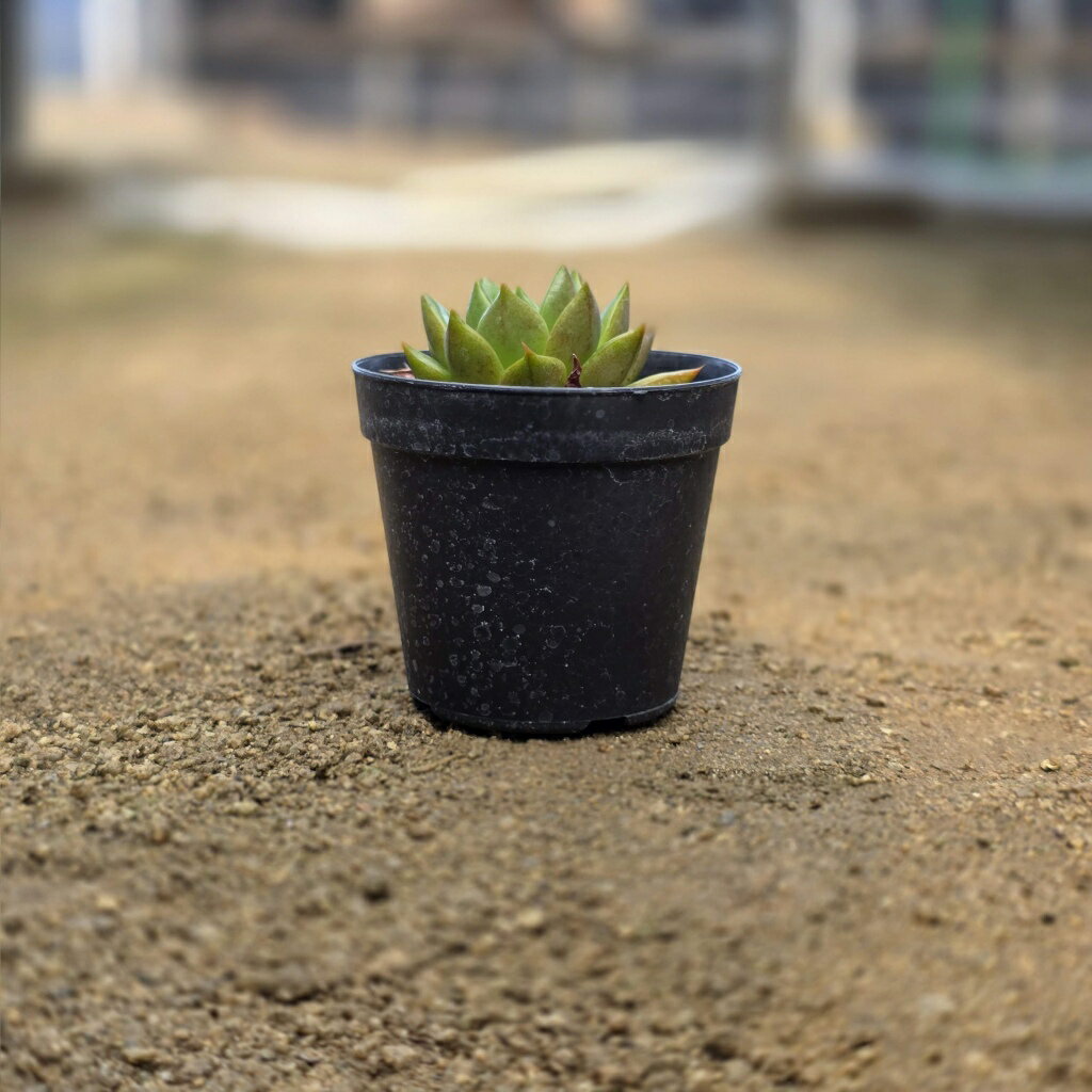 レオパード 7.5cmポット 多肉植物 エケベリア Echeveria 福岡県産 多肉 観葉植物 インテリアグリーン 寄せ植えに （まとめ買いがお得♪）