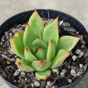 ローズガーネット 7.5cmポット 多肉植物 エケベリア Echeveria 福岡県産 多肉 観葉植物 インテリアグリーン 寄せ植えに （まとめ買いがお得♪）