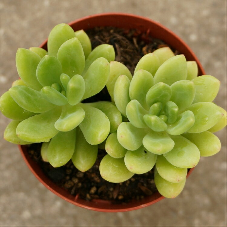 ハルモエ 春萌 7.5cmポット セダム Sedum Alice Evans 福岡県産 多肉植物 多肉 観葉植物 インテリアグリーン 寄せ植えに （まとめ買いがお得♪）