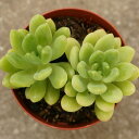 nG tG 7.5cm|bg A Z_ Sedum Alice Evans Y  ϗtA CeAO[ 񂹐A i܂Ƃߔj