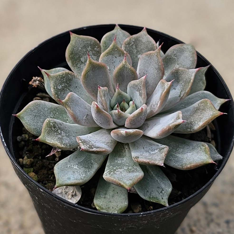 サボン 7.5cmポット 多肉植物 エケベリア Echeveria 福岡県産 多肉 観葉植物 インテリアグリーン 寄せ植えに （まとめ買いがお得♪）