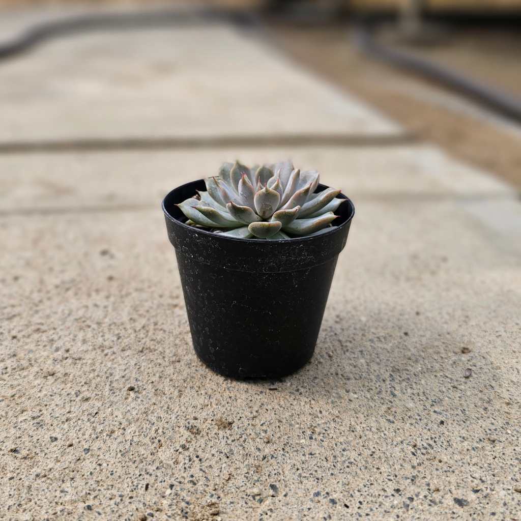 サボン 7.5cmポット 多肉植物 エケベリア Echeveria 福岡県産 多肉 観葉植物 インテリアグリーン 寄せ植えに （まとめ買いがお得♪）