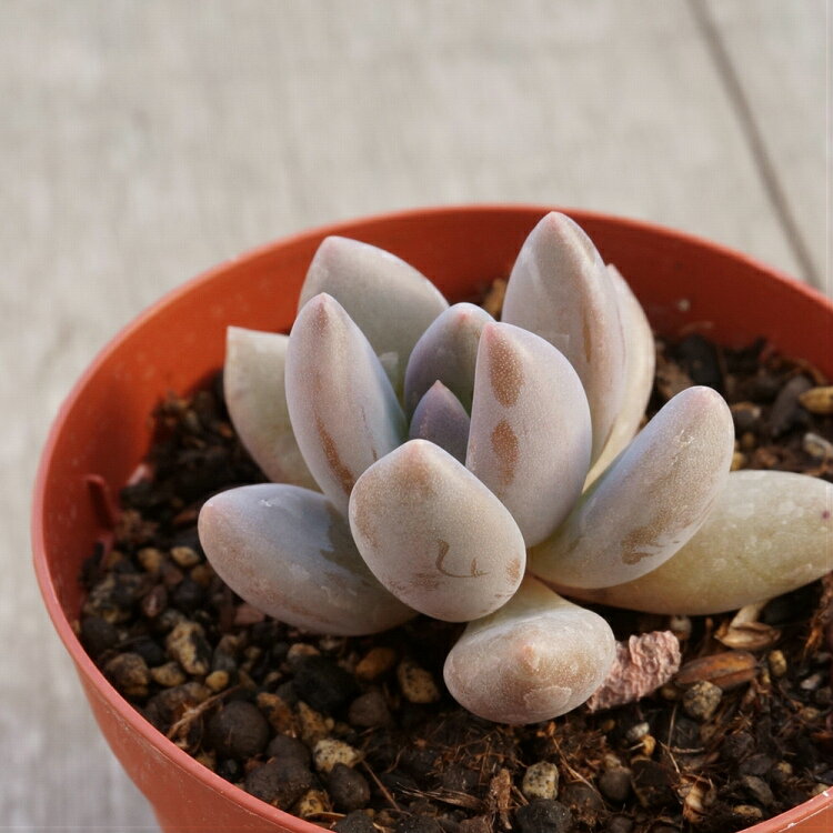 シレイデン 紫麗殿 7.5cmポット 多肉植物 パキフィツム Pachyphytum 'Shireiden' 福岡県産 多肉 観葉植物 インテリアグリーン 寄せ植えに （まとめ買いがお得♪）