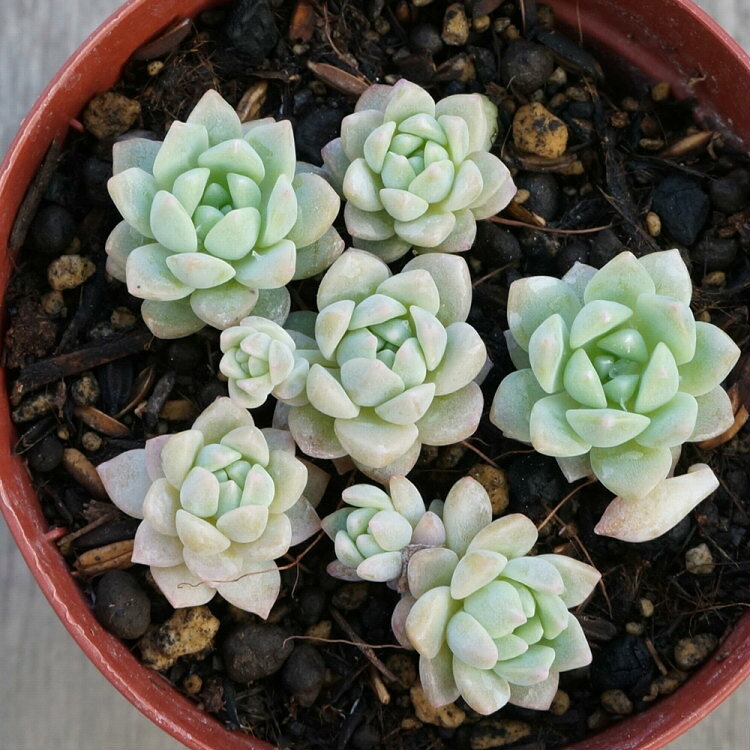 リトルビューティー 7.5cmポット 多肉植物 セダム Sedum 'Little Beauty'  ...