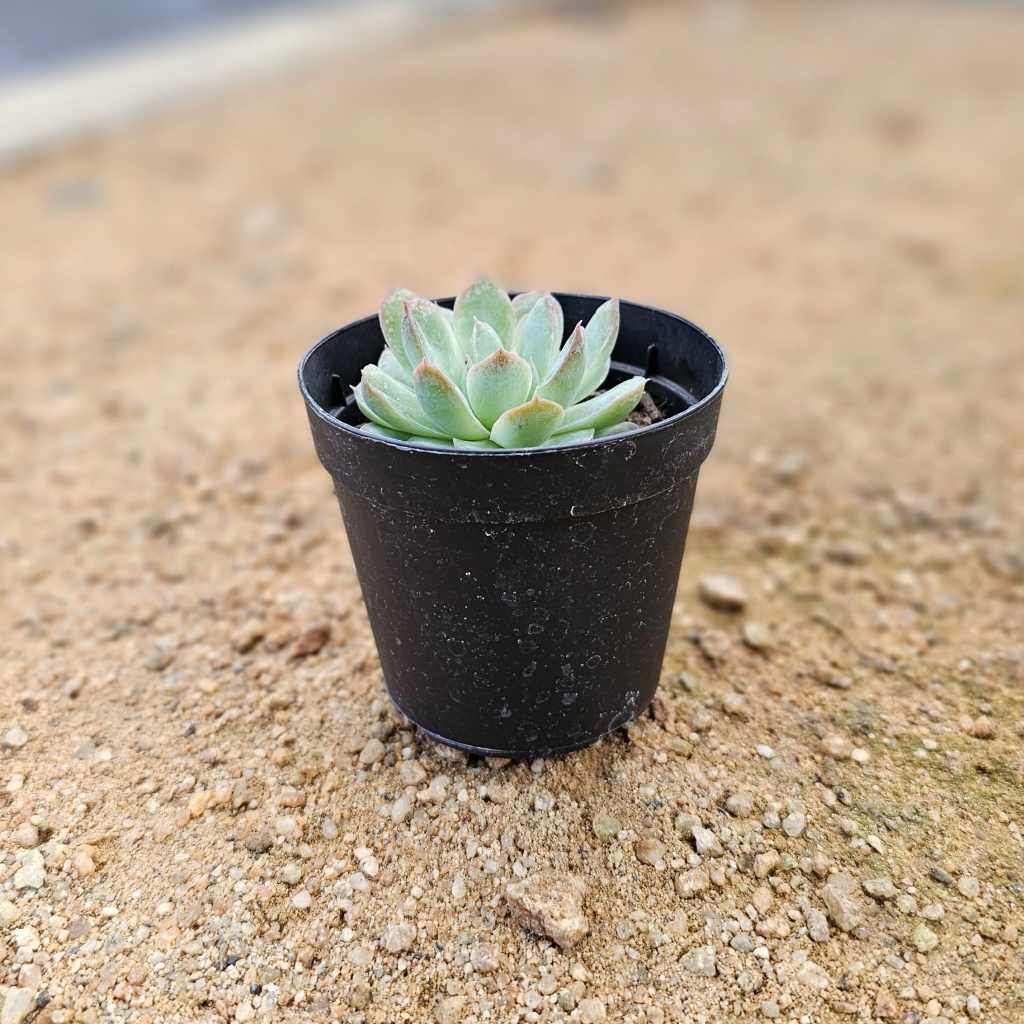 シルビア 7.5cmポット 多肉植物 エケベリア Echeveria 福岡県産 多肉 観葉植物 インテリアグリーン 寄せ植えに （まとめ買いがお得♪）