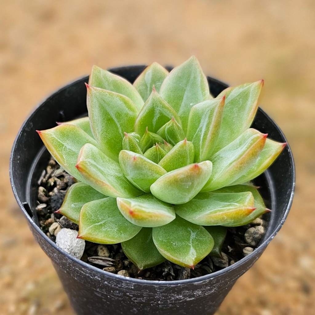 スノーエンジェル 7.5cmポット 多肉植物 エケベリア Echeveria 福岡県産 多肉 観葉植物 インテリアグリーン 寄せ植えに （まとめ買いがお得♪）