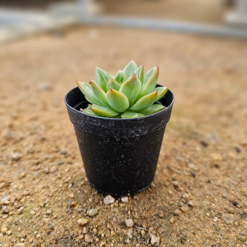 スノーエンジェル 7.5cmポット 多肉植物 エケベリア Echeveria 福岡県産 多肉 観葉植物 インテリアグリーン 寄せ植えに （まとめ買いがお得♪）