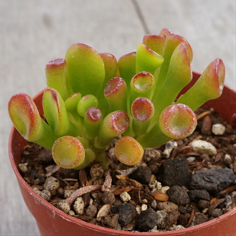 ゴーラム 7.5cmポット クラッスラ Crassula portulacea f. monstrosa. 福岡県産 多肉植物 多肉 観葉植物 インテリアグリーン 寄せ植えに （まとめ買いがお得♪）