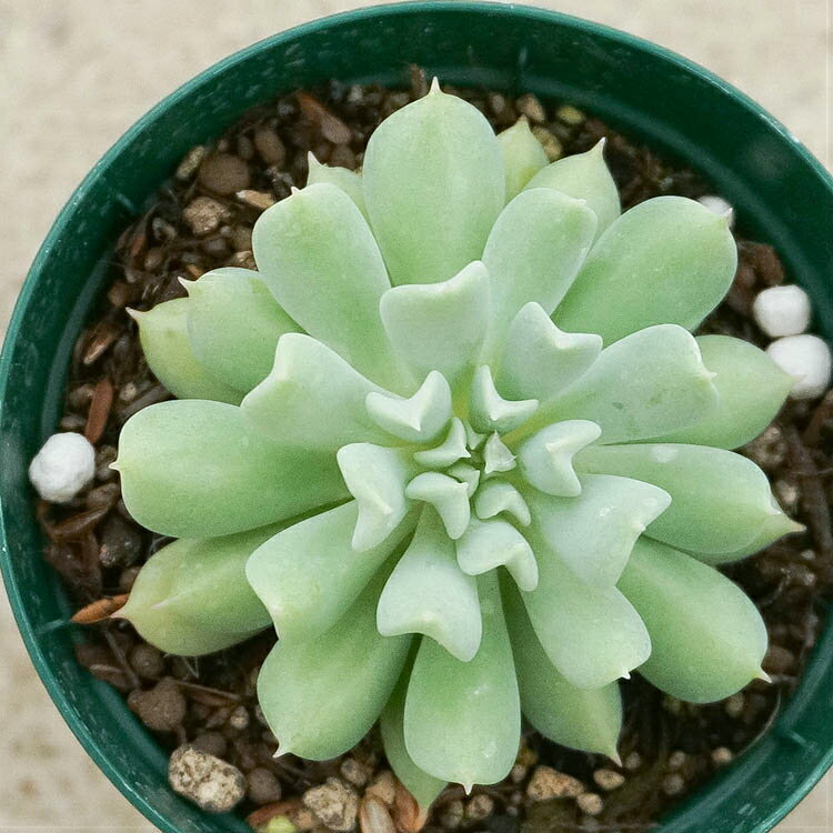 ֥饦 7.5cmݥå ¿ʪ ٥ꥢ Echeveria Cloud ʡ ¿ տʪ ƥꥢ꡼ 󤻿 ʤޤȤ㤤ˡפ򸫤