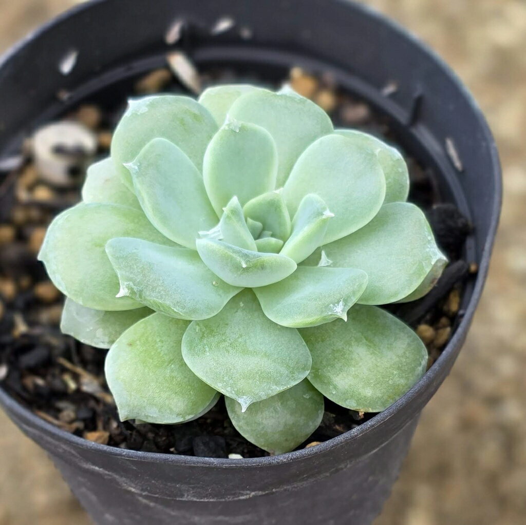 マドレーヌ 7.5cmポット 多肉植物 エケベリア Echeveria 'Madeleine' 福岡県産 多肉 観葉植物 インテリアグリーン 寄せ植えに （まとめ買いがお得♪）